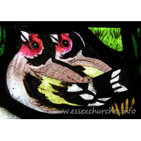 All Saints, Nazeing Church – Stained Glass 4: Detail from Peter Cormack glass, showing two goldfinches.